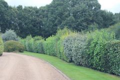 Hedge Cutting