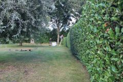 Hedge Cutting