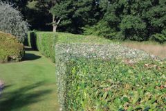 Hedge Cutting