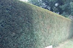 Hedge Cutting