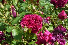 Coles Gardening Services