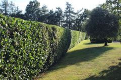 Hedge Cutting