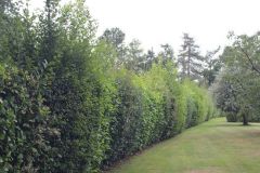 Hedge Cutting